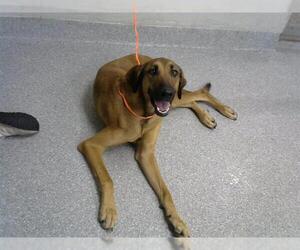 German Shepherd Dog-Unknown Mix Dogs for adoption in Pasadena, TX, USA