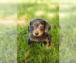 Small #1 Dachshund