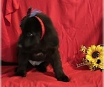 Small #6 Newfoundland