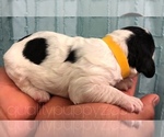 Small Photo #3 Springerdoodle Puppy For Sale in ANZA, CA, USA