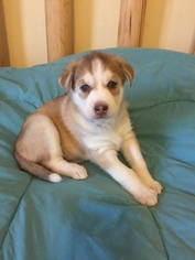 Siberian Husky Puppy for sale in MOCKSVILLE, NC, USA