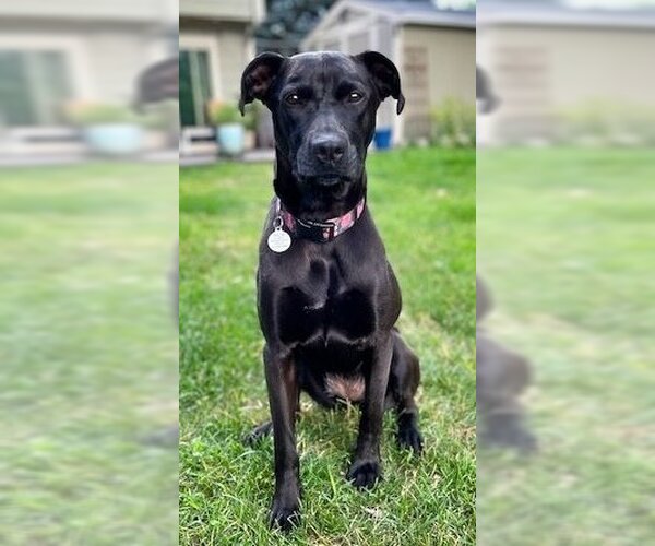 Medium Photo #2  Puppy For Sale in , 