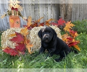 Labrador Retriever Puppy for sale in RENO, NV, USA