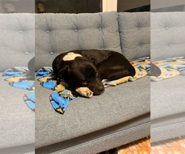 Medium Photo #4 Mutt Puppy For Sale in Atlanta, GA, USA