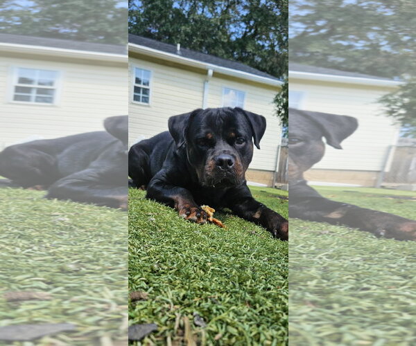 Medium Photo #5 Rottweiler Puppy For Sale in Mooresville, NC, USA