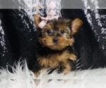 Small #2 Yorkshire Terrier