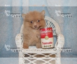 Pomeranian Puppy for sale in SANGER, TX, USA