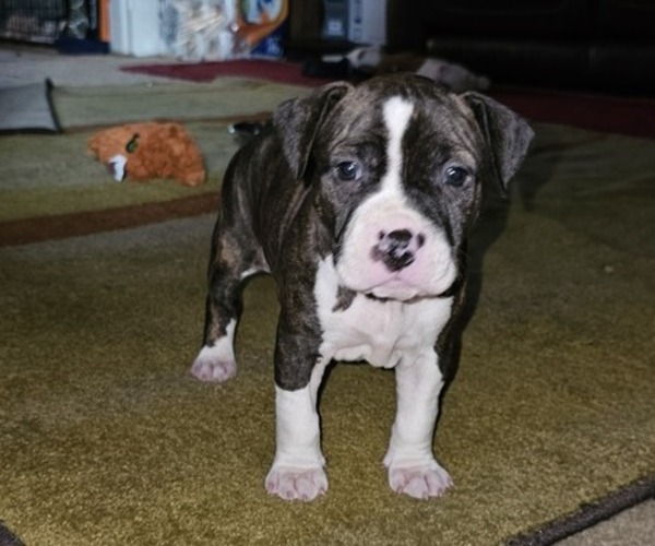 Medium Photo #1 American Pit Bull Terrier Puppy For Sale in BLUE ASH, OH, USA