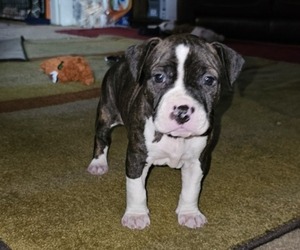Medium American Pit Bull Terrier