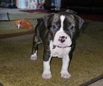 Puppy Neo Girl American Pit Bull Terrier