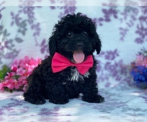 Poodle (Toy) Puppy for sale in LANCASTER, PA, USA