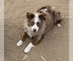 Small #3 Miniature Australian Shepherd
