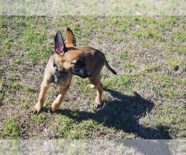 Medium Photo #5 Belgian Malinois Puppy For Sale in DALLAS, TX, USA