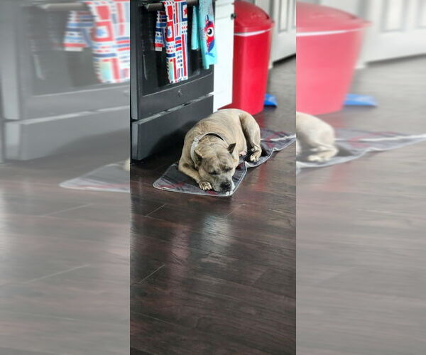 Medium Photo #37 American Pit Bull Terrier-American Staffordshire Terrier Mix Puppy For Sale in Wenonah, NJ, USA