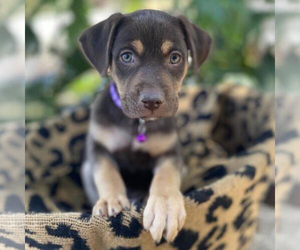 Medium Photo #4 Mutt Puppy For Sale in San Diego, CA, USA