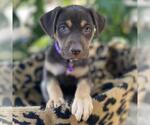 Small #3 Mutt
