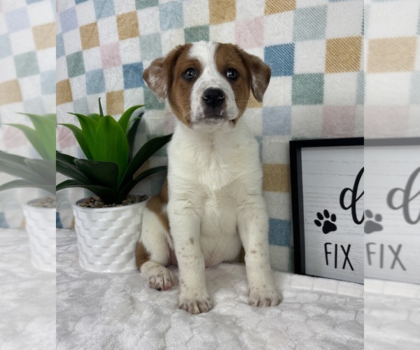 Medium Photo #5 Australian Cattle Dog Puppy For Sale in FRANKLIN, IN, USA