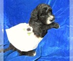 Small Photo #5 Sheepadoodle Puppy For Sale in GROVESPRING, MO, USA