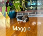Puppy Maggie Beagle