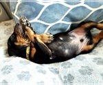 Small Photo #7 Doberman Pinscher Puppy For Sale in KEMPNER, TX, USA