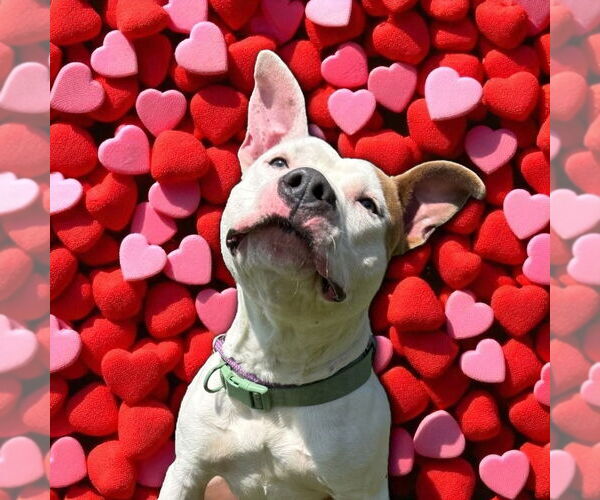 Medium Photo #12 American Pit Bull Terrier Puppy For Sale in Glen Allen, VA, USA