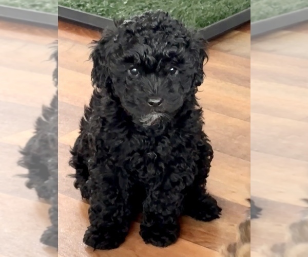 Medium Photo #1 Poodle (Miniature)-Zuchon Mix Puppy For Sale in ALGOMA, WI, USA