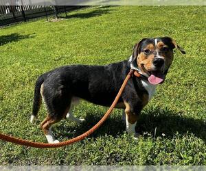 Bagle Hound Dogs for adoption in Louisville, KY, USA