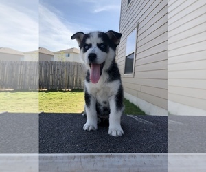 Alaskan Husky-Unknown Mix Puppy for sale in SAN ANTONIO, TX, USA