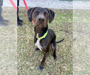 German Shorthaired Shepherd Dogs for adoption in Naples, FL, USA