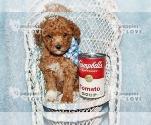 Poodle (Toy) Puppy for sale in SANGER, TX, USA