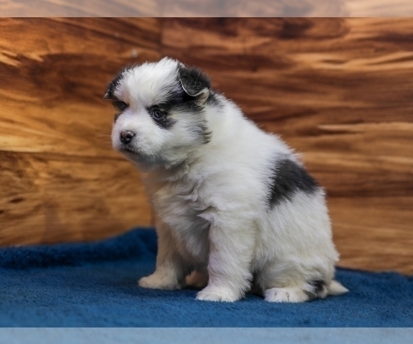 Medium Photo #2 Pomsky Puppy For Sale in TAMPICO, IL, USA
