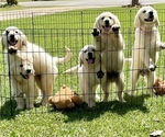Small Photo #4 Golden Retriever Puppy For Sale in DOTHAN, AL, USA
