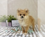 Small #4 Pomeranian