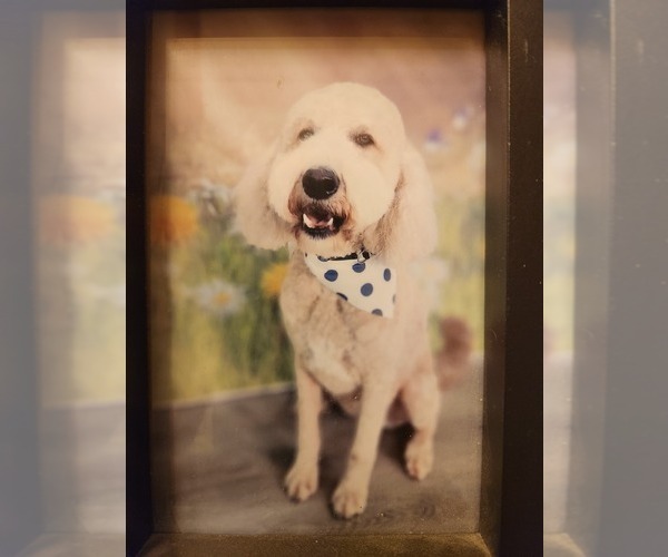 Medium Photo #1 Goldendoodle (Miniature) Puppy For Sale in GREELEY, CO, USA