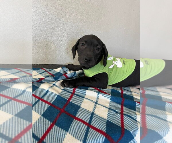 Medium Photo #3 Labbe Puppy For Sale in Osgood, IN, USA