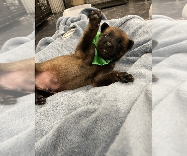 Medium Photo #97 Belgian Malinois Puppy For Sale in REESEVILLE, WI, USA