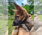 Small #12 German Shepherd Dog