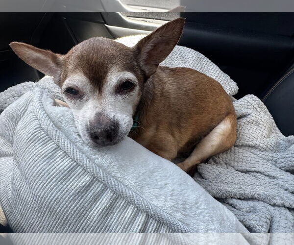 Medium Photo #4 Chihuahua-Unknown Mix Puppy For Sale in Tempe , AZ, USA