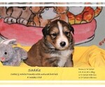Small Photo #1 English Shepherd Puppy For Sale in EVANSVILLE, IN, USA