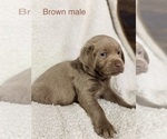 Small Photo #7 Labrador Retriever Puppy For Sale in LINDEN, MI, USA