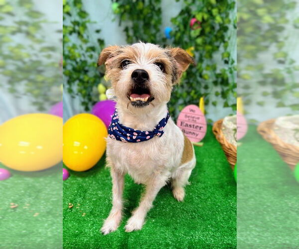 Medium Photo #2 Mutt Puppy For Sale in Bryant, AR, USA