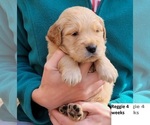 Small Photo #1 Golden Retriever Puppy For Sale in DELANO, MN, USA