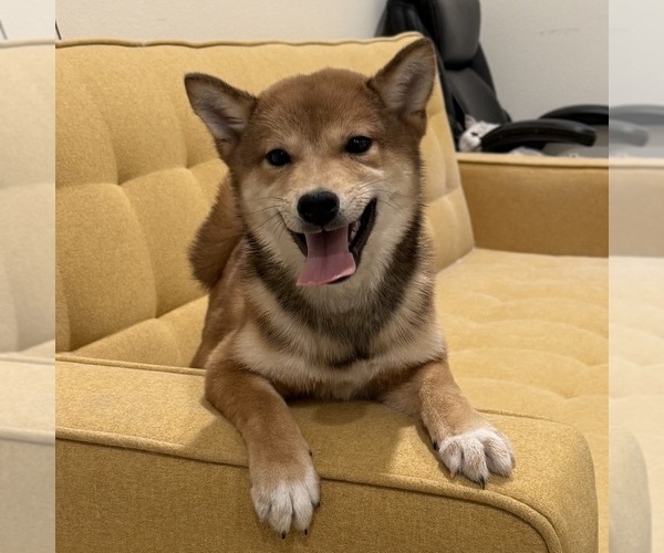Medium Photo #2 Shiba Inu Puppy For Sale in MURRIETA, CA, USA