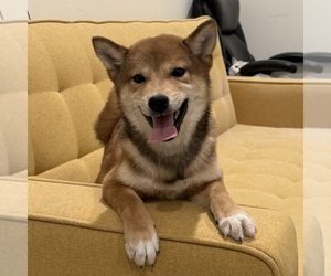 Medium Shiba Inu