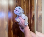 Small #3 Bulldog