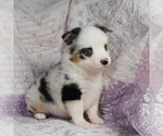 Small Photo #2 Miniature Australian Shepherd Puppy For Sale in HARRISON, OH, USA