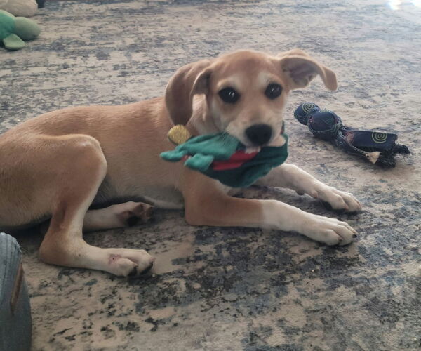 Medium Photo #1 Doxle Puppy For Sale in Plainfield, IL, USA
