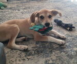 Small Labrador Retriever Mix