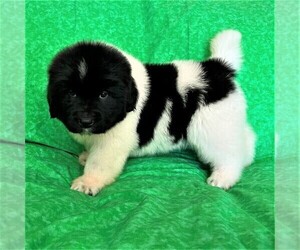 Newfoundland Puppy for sale in CORTEZ, CO, USA