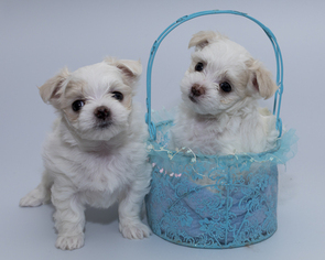 Maltese Puppy for sale in HON, HI, USA
